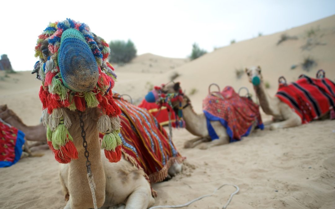 Camel Trekking Tour